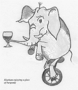Elephant enjoying a glass of burgundy